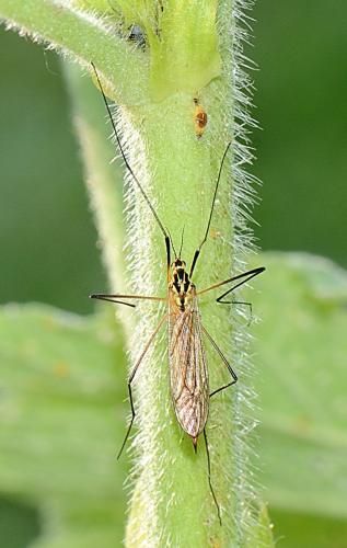 Nephrotoma flavescens